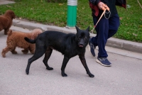 Chó không được rọ mõm tại một công viên ở Hà Nội. Nhiều chó thả rông có nguy cơ gây bệnh dại - Ảnh: Nam Trần